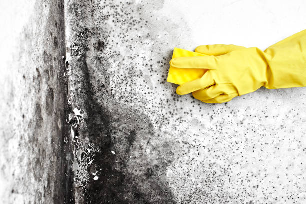 Best Home Mold Removal  in Caribou, ME